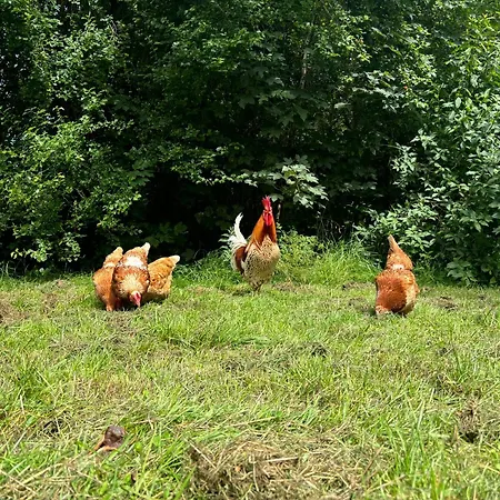 Hirsch * Feuchtwangen